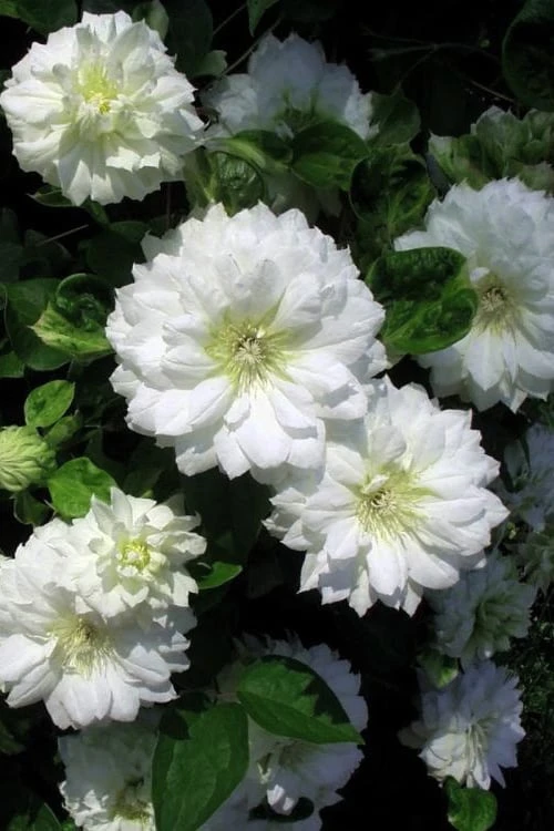 Duchess Of Edinburgh Clematis - 2 Gallon Pot - Image 4