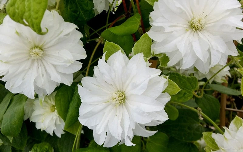 Duchess Of Edinburgh Clematis - 2 Gallon Pot - Image 5