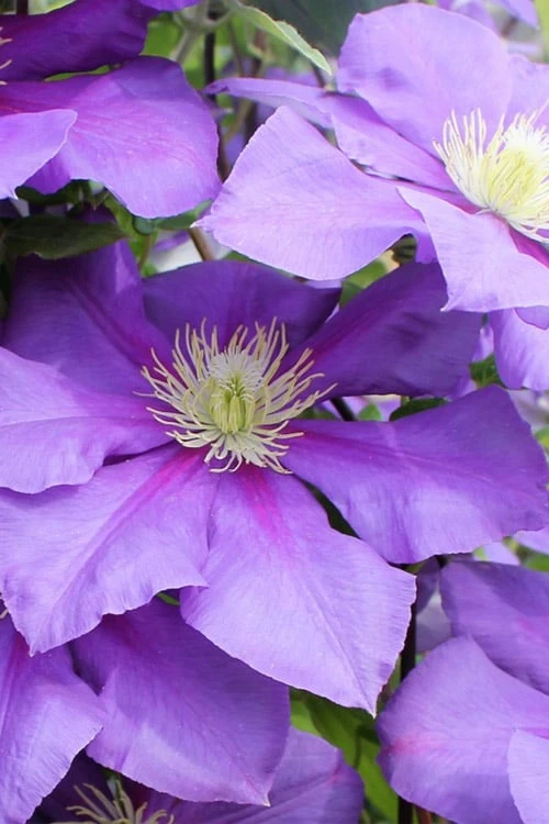General Sikorski Clematis - 1 Gallon Pot - Image 5