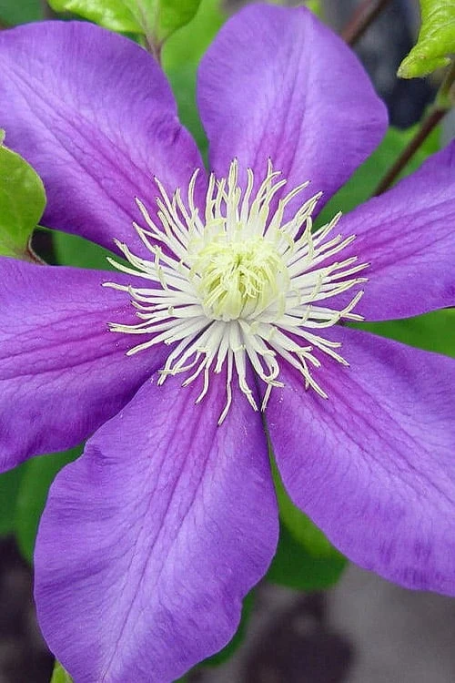 General Sikorski Clematis - 1 Gallon Pot - Image 7