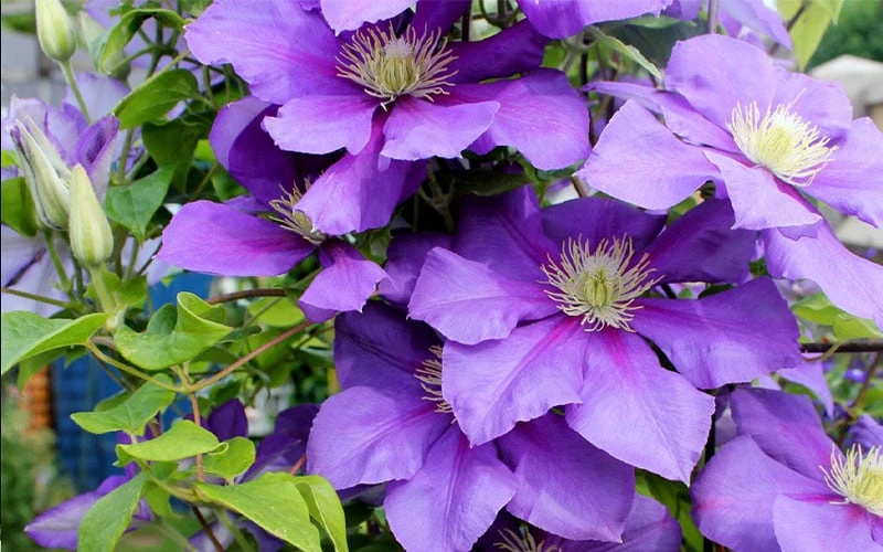 General Sikorski Clematis - 1 Gallon Pot - Image 8