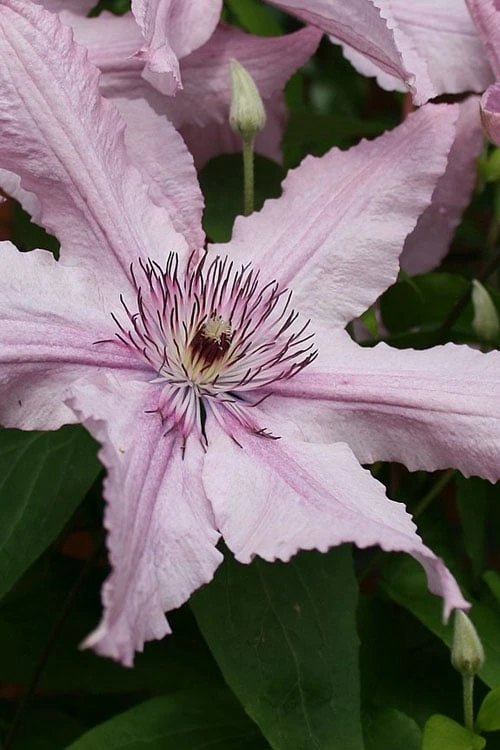 Hagley Hybrid Clematis
