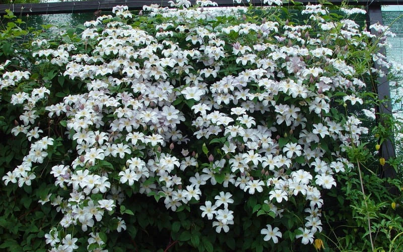 Huldine Clematis - 1 Gallon Pot - Image 5