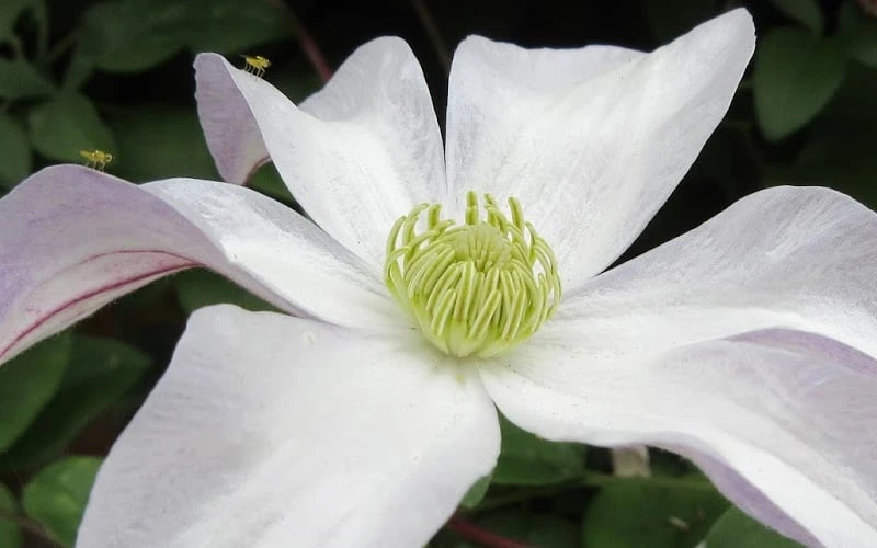 Huldine Clematis - 1 Gallon Pot - Image 6