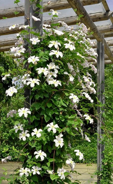 Huldine Clematis - 1 Gallon Pot - Image 9