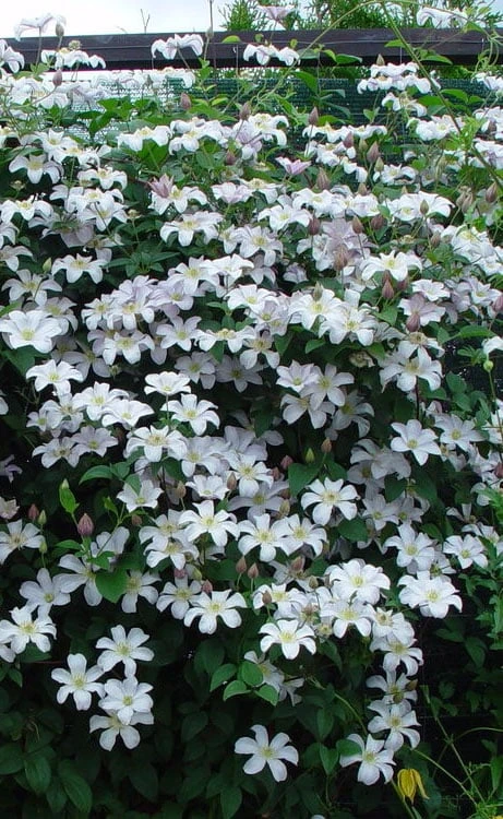 Huldine Clematis - 1 Gallon Pot - Image 4