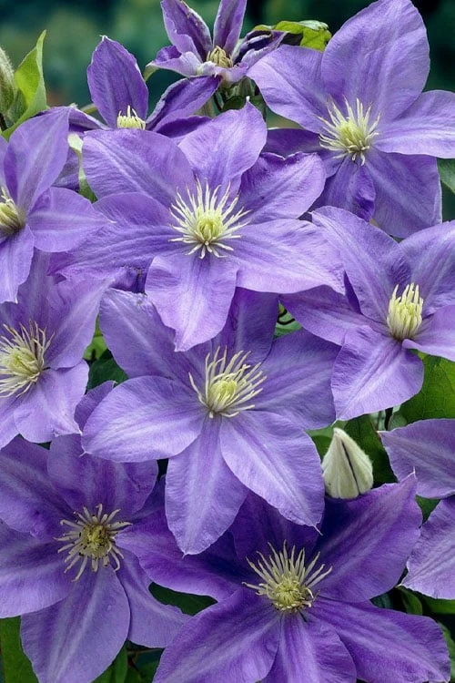Lady Northcliffe Clematis - 1 Gallon Pot - Image 4