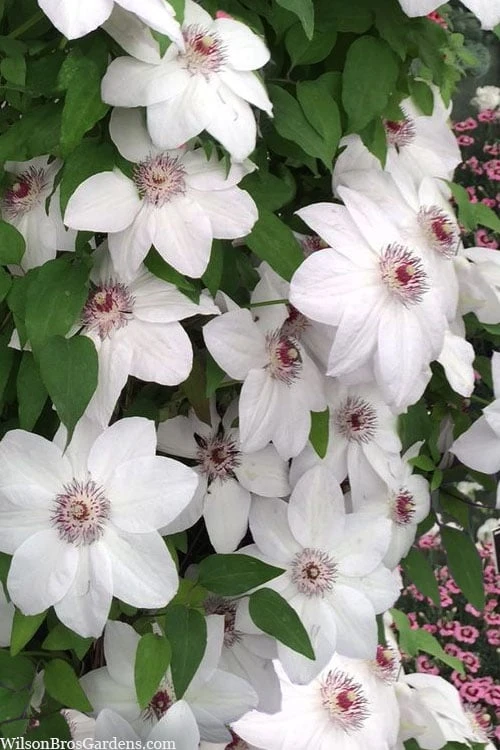 Miss Bateman Clematis - 1 Gallon Pot - Image 4