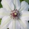 Miss Bateman Clematis - 1 Gallon Pot
