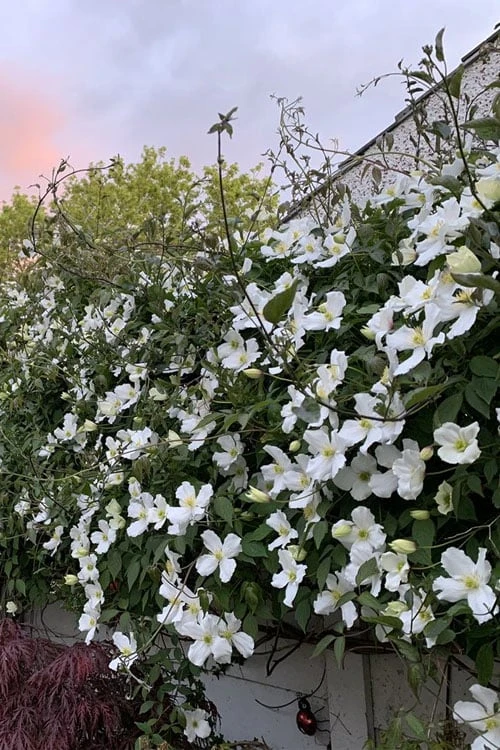 Grandiflora Montana Clematis - 1 Gallon Pot - Image 7