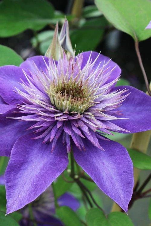Multi Blue Clematis - 2 Gallon Pot