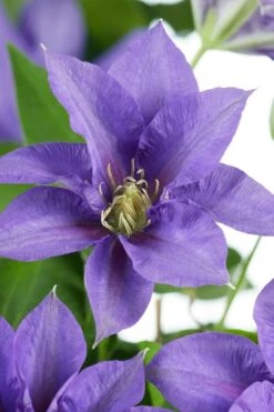Olympia Clematis - 1 Gallon Pot