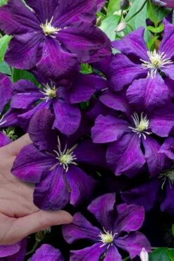 Polish Spirit Clematis - 1 Gallon Pot