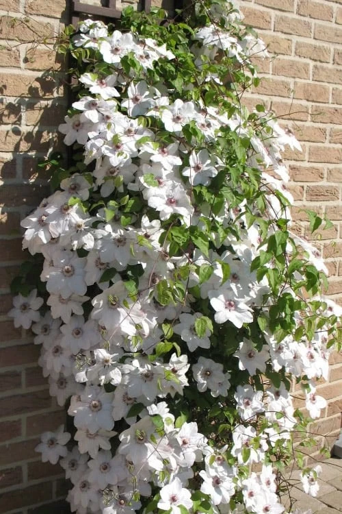 Snow Queen Clematis - 1 Gallon Pot - Image 4