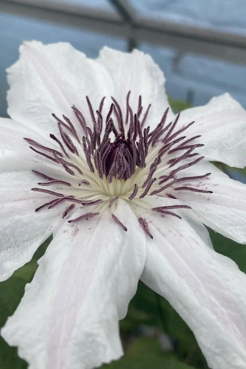 Snow Queen Clematis - 1 Gallon Pot - Image 7