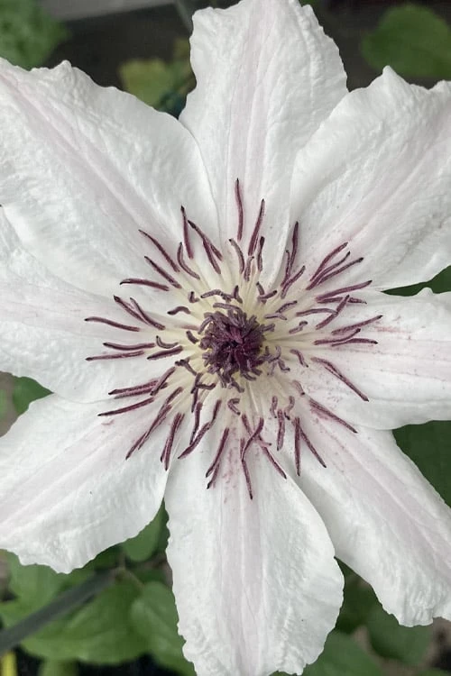 Snow Queen Clematis - 1 Gallon Pot