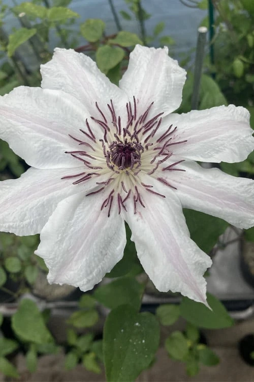 Snow Queen Clematis - 1 Gallon Pot - Image 6