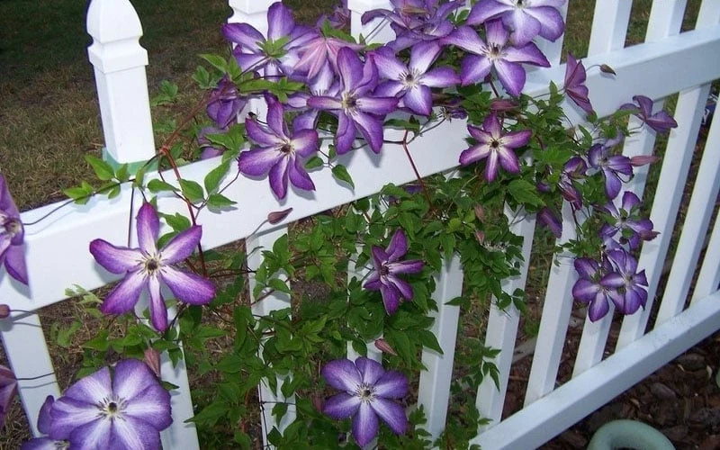 Venosa Violacea Clematis - 1 Gallon Pot - Image 7