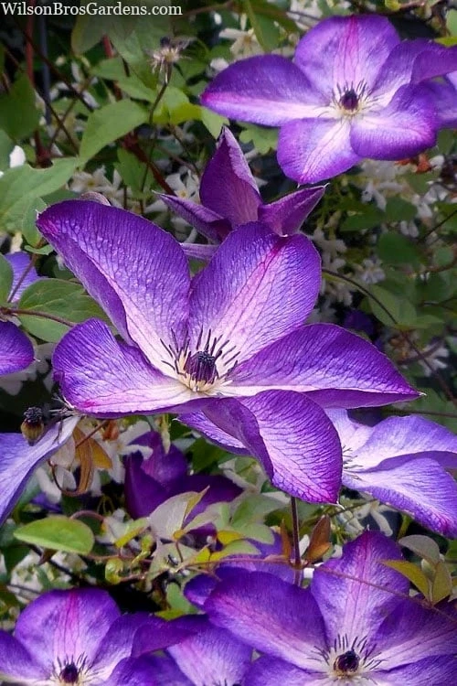 Venosa Violacea Clematis - 1 Gallon Pot - Image 4