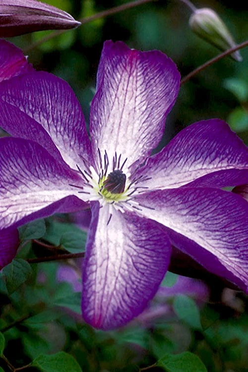 Venosa Violacea Clematis