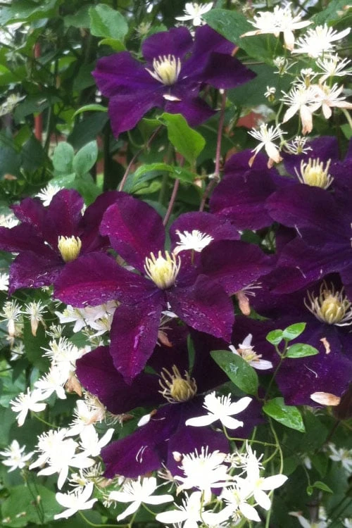 Warsaw Nike Clematis - 1 Gallon Pot - Image 5