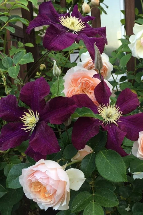 Warsaw Nike Clematis - 1 Gallon Pot - Image 4