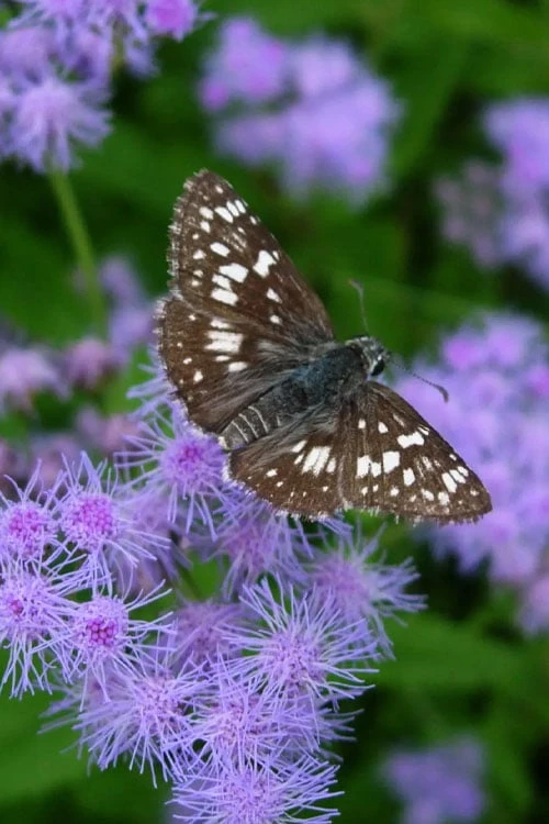 Hardy Ageratum (Blue Mistflower) - 5 Pack Of Quart Pots - Image 6