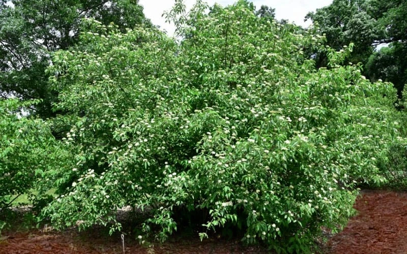 Silky Dogwood (Cornus Amonium) - 1 Gallon Pot - Image 4