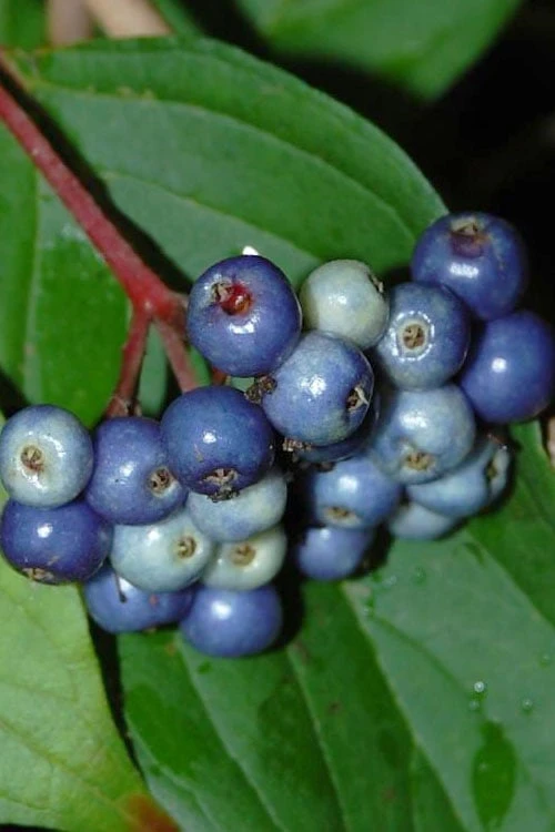 Silky Dogwood (Cornus Amonium) - 1 Gallon Pot - Image 6