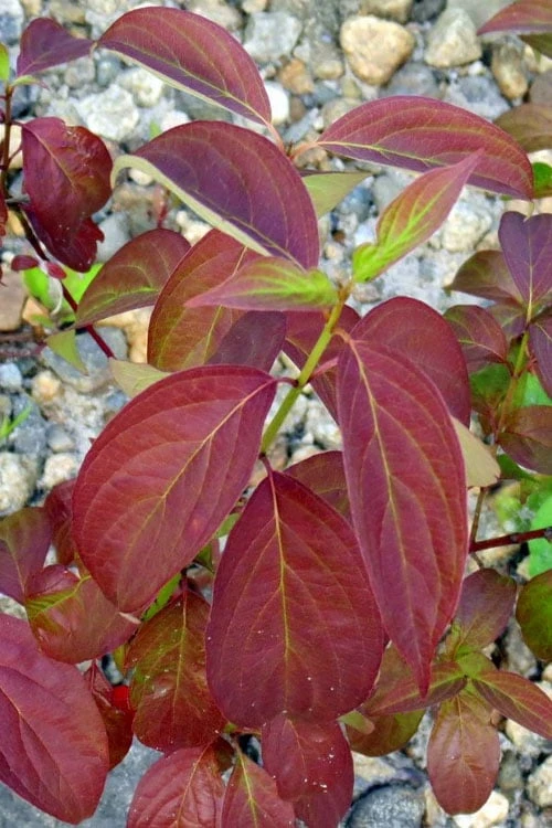 Silky Dogwood (Cornus Amonium) - 1 Gallon Pot - Image 7