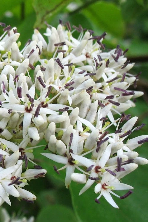 Silky Dogwood (Cornus Amonium) - 1 Gallon Pot