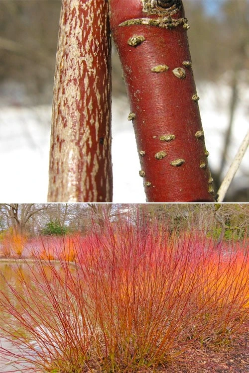 Silky Dogwood (Cornus Amonium) - 1 Gallon Pot - Image 9