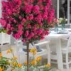 Berry Dazzle Dwarf Crape Myrtle (Single-Trunk Topiary) - 7 Gallon Pot