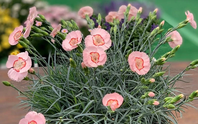 Georgia Peach Pie Dianthus - 1 Gallon Pot - Image 6