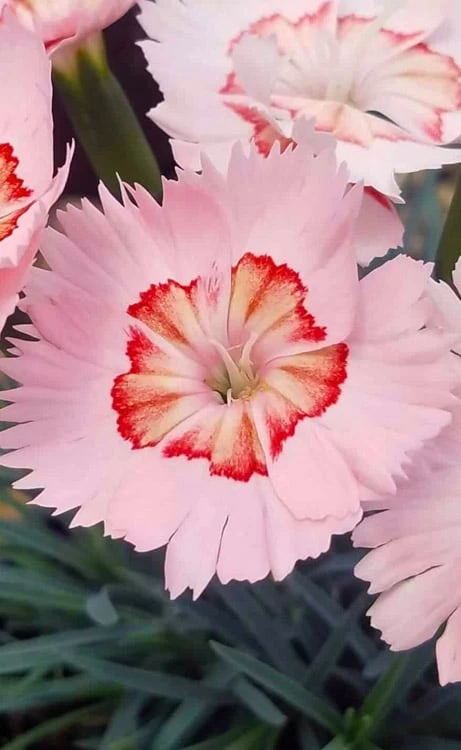 Georgia Peach Pie Dianthus - 1 Gallon Pot - Image 7