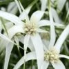 White Star Grass (Rhynchospora Colorata) - 1 Gallon Pot