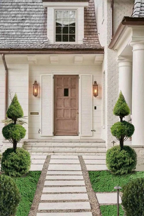 Dwarf Alberta Spruce 2-Ball Cone Topiary - 5 Gallon Pot - Image 4