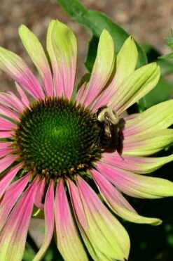 Green Twister Coneflower (Echinacea) - 6 Pack Of 2.5 Quart Pots