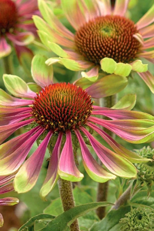 Green Twister Coneflower (Echinacea) - 1 Gallon Pot - Image 6