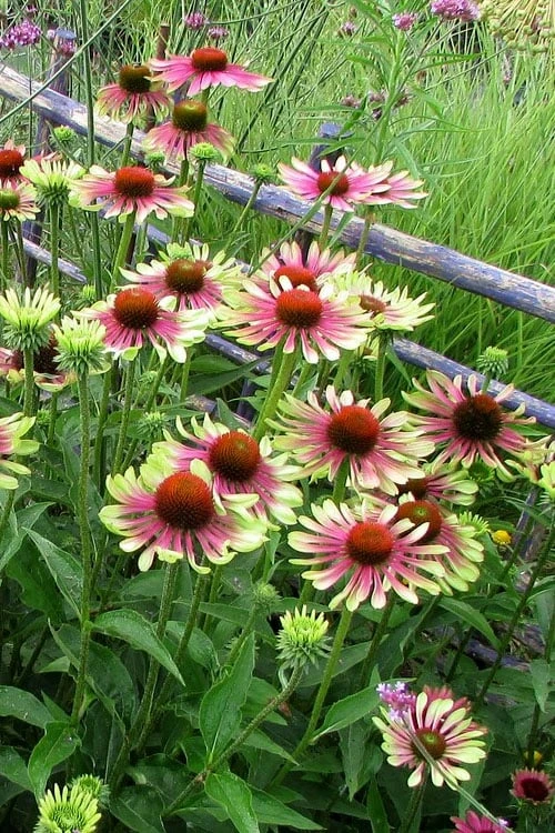 Green Twister Coneflower (Echinacea) - 1 Gallon Pot - Image 4