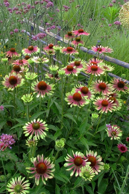 Green Twister Coneflower (Echinacea) - 1 Gallon Pot - Image 7