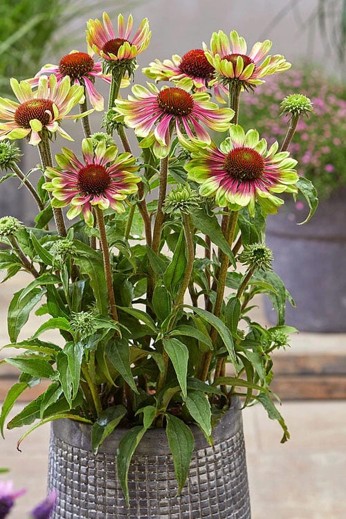 Green Twister Coneflower (Echinacea) - 1 Gallon Pot - Image 5