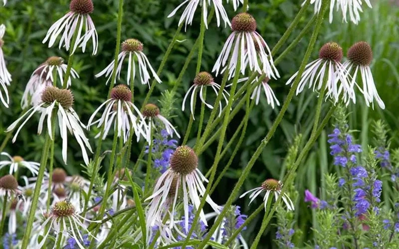 Hula Dancer Coneflower (Echinacea Pallida) - 1 Gallon Pot - Image 8