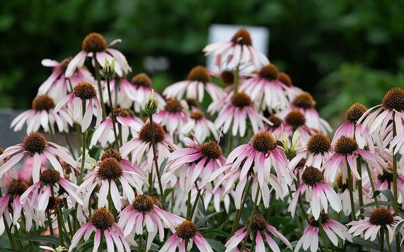 Pretty Parasols Coneflower (Echinacea) - 6 Pack Of 1 Gallon Pots - Image 5