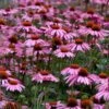 Magnus Purple Coneflower (Echinacea) - 5 Pack Of Quart Pots