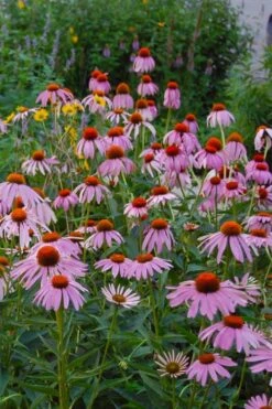 Purple Coneflower (Echinacea) - 6 Pack Of 1 Gallon Pots
