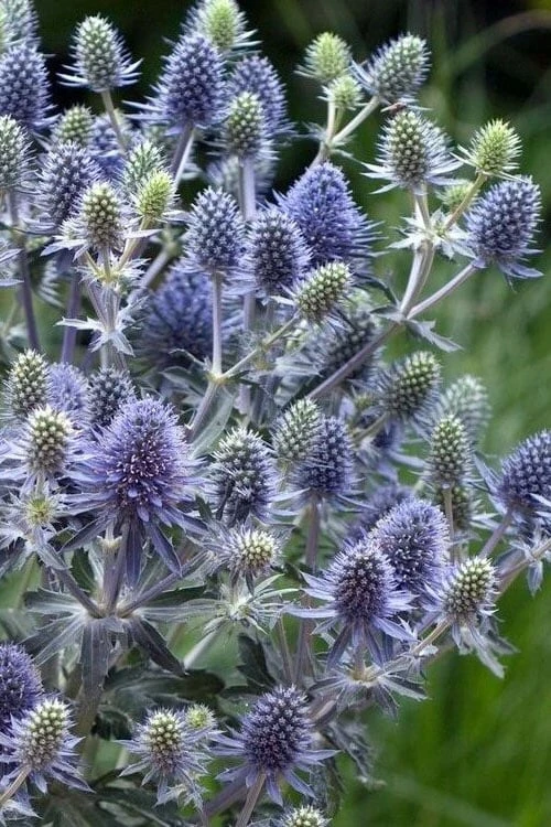 Blue Hobbit Sea Holly (Eryngium Planum) - 5 Pack Of Quart Pots - Image 4