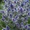 Blue Hobbit Sea Holly (Eryngium Planum) - 5 Pack Of Quart Pots