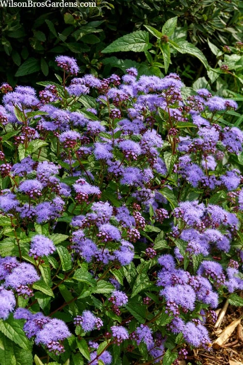 Hardy Ageratum (Blue Mistflower) - 5 Pack Of Quart Pots - Image 5