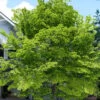 American Beech Tree (Fagus Grandifolia) - 1 Gallon Pot